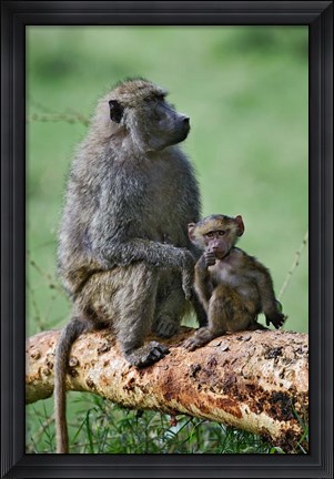 Framed Olive Baboon, baby, Lake Nakuru National Park, Kenya Print