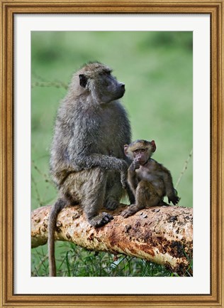 Framed Olive Baboon, baby, Lake Nakuru National Park, Kenya Print