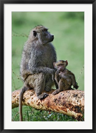 Framed Olive Baboon, baby, Lake Nakuru National Park, Kenya Print