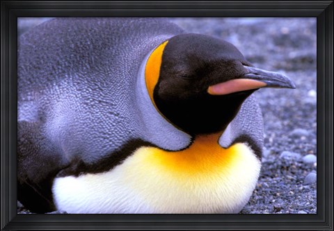 Framed Penguin, Sub-Antarctic, South Georgia Island Print