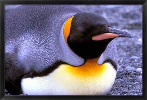 Framed Penguin, Sub-Antarctic, South Georgia Island Print