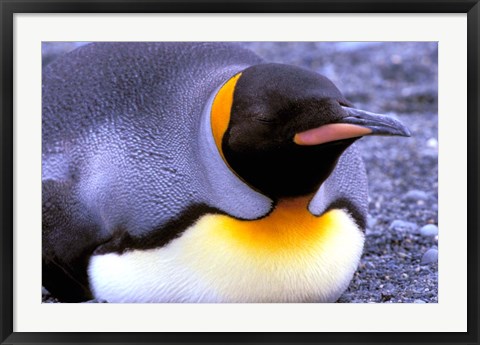 Framed Penguin, Sub-Antarctic, South Georgia Island Print