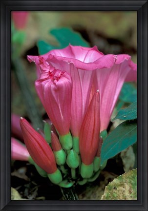 Framed Pink Flower with buds, Gombe National Park, Tanzania Print