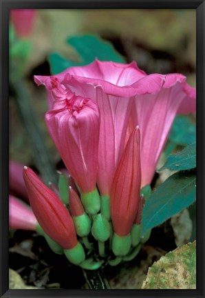 Framed Pink Flower with buds, Gombe National Park, Tanzania Print