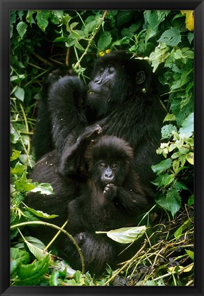 Framed Mountain Gorillas, Parc N. Volcans, Rwanda Print