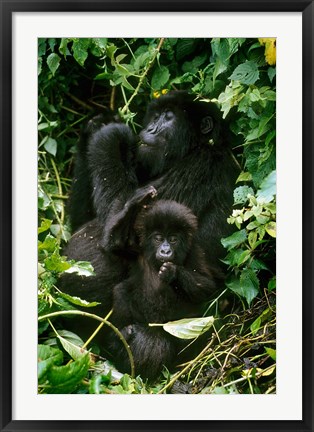 Framed Mountain Gorillas, Parc N. Volcans, Rwanda Print