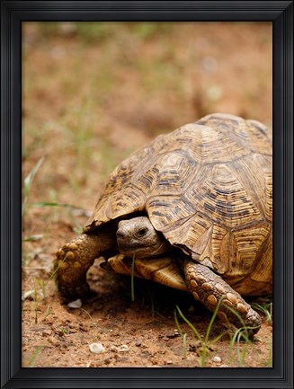Framed Mountain tortoise, Mkuze Game Reserve, South Africa Print