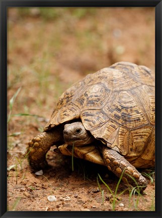 Framed Mountain tortoise, Mkuze Game Reserve, South Africa Print