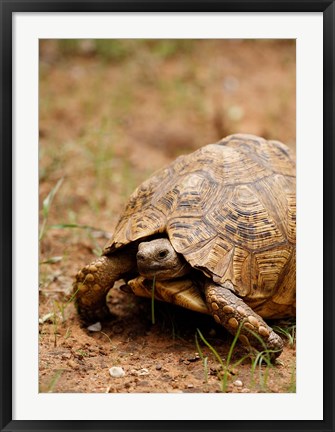 Framed Mountain tortoise, Mkuze Game Reserve, South Africa Print