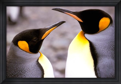 Framed Two Penguins, Sub-Antarctic, South Georgia Island Print
