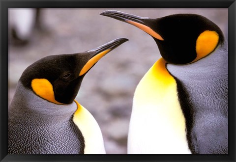 Framed Two Penguins, Sub-Antarctic, South Georgia Island Print