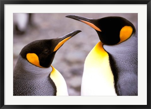 Framed Two Penguins, Sub-Antarctic, South Georgia Island Print