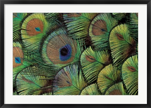 Framed Peacock Feather Design Print