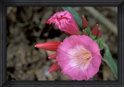 Framed Pink Flower in Bloom, Gombe National Park, Tanzania Print