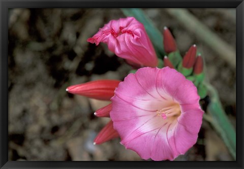 Framed Pink Flower in Bloom, Gombe National Park, Tanzania Print