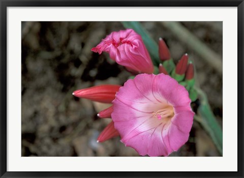 Framed Pink Flower in Bloom, Gombe National Park, Tanzania Print