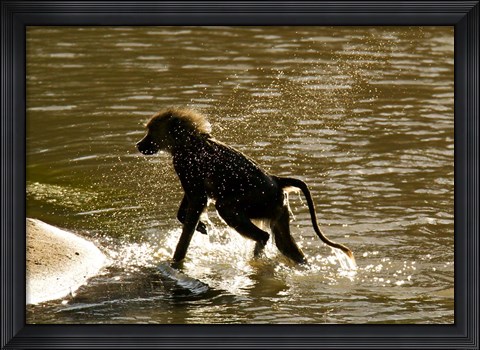 Framed Olive Baboon, Masai Mara, Kenya Print