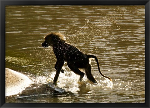 Framed Olive Baboon, Masai Mara, Kenya Print