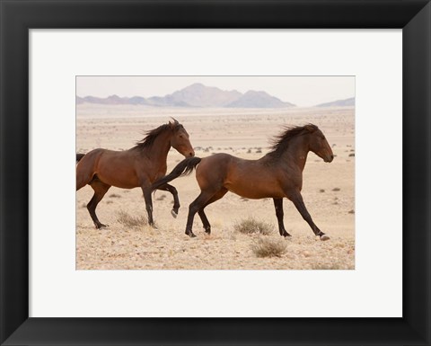 Framed Namibia, Aus, Wild horses in Namib Desert Print