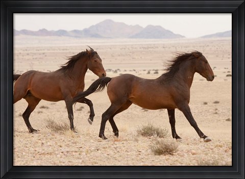Framed Namibia, Aus, Wild horses in Namib Desert Print