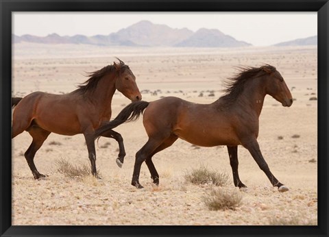 Framed Namibia, Aus, Wild horses in Namib Desert Print