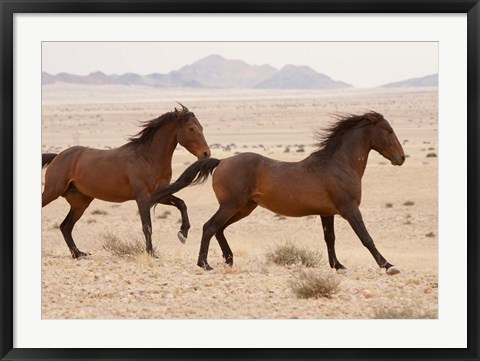 Framed Namibia, Aus, Wild horses in Namib Desert Print