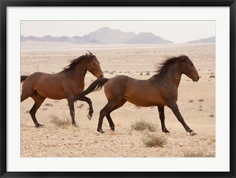 Framed Namibia, Aus, Wild horses in Namib Desert Print