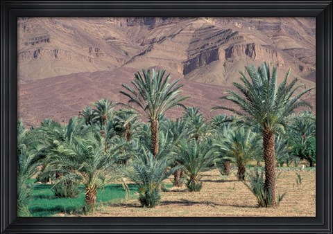 Framed Palmery Below Mountains, Morocco Print