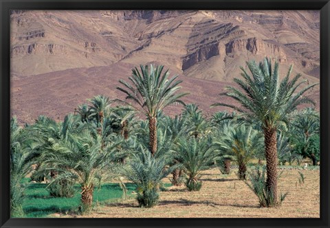 Framed Palmery Below Mountains, Morocco Print