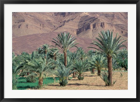 Framed Palmery Below Mountains, Morocco Print