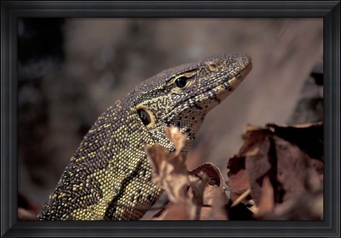 Framed Nile Monitor Lizard, Gombe National Park, Tanzania Print