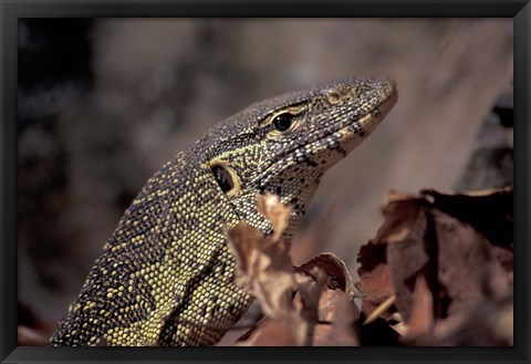 Framed Nile Monitor Lizard, Gombe National Park, Tanzania Print