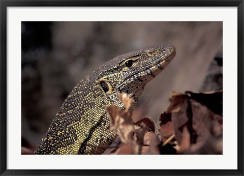 Framed Nile Monitor Lizard, Gombe National Park, Tanzania Print