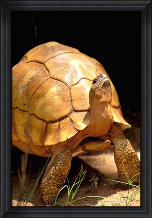 Framed Plough-share Tortoise, Ampijeroa Forest Station, Madagascar Print