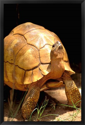 Framed Plough-share Tortoise, Ampijeroa Forest Station, Madagascar Print