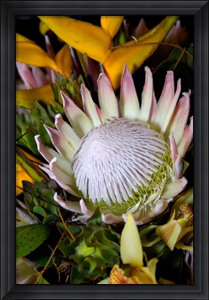 Framed Queen Protea, Kwazulu Natal, South Africa Print