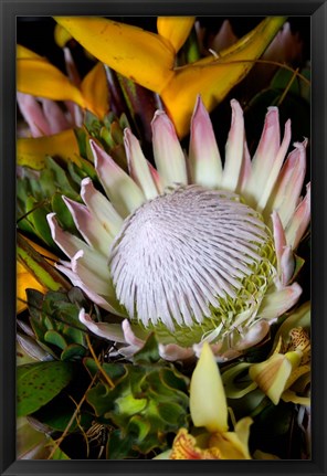 Framed Queen Protea, Kwazulu Natal, South Africa Print