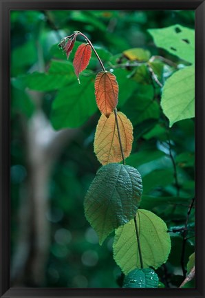 Framed Rainy Season Vegetation, Gombe National Park, Tanzania Print