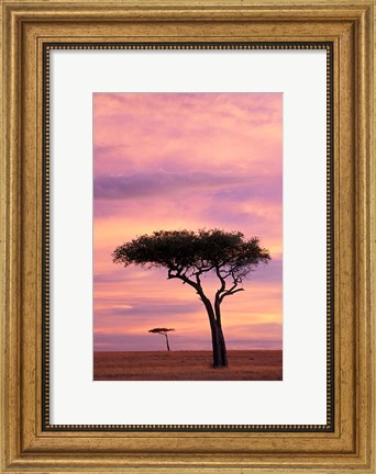 Framed Pair of Accasia Trees at dawn, Masai Mara, Kenya Print