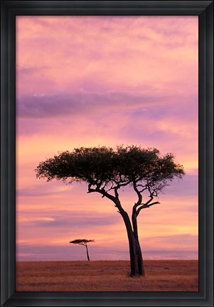 Framed Pair of Accasia Trees at dawn, Masai Mara, Kenya Print