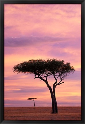 Framed Pair of Accasia Trees at dawn, Masai Mara, Kenya Print