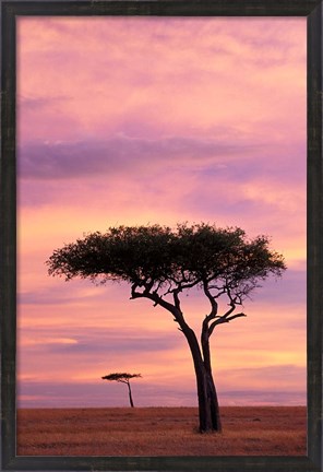 Framed Pair of Accasia Trees at dawn, Masai Mara, Kenya Print