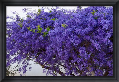 Framed Plumbago Shrub, Paul Kruger&#39;s House, Pretoria, Gauteng, South Africa Print