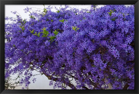 Framed Plumbago Shrub, Paul Kruger&#39;s House, Pretoria, Gauteng, South Africa Print