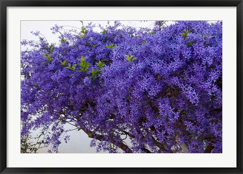 Framed Plumbago Shrub, Paul Kruger&#39;s House, Pretoria, Gauteng, South Africa Print