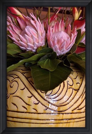 Framed Queen Protea and Heliconia, Umhlanga Rocks, Durban, Kwazulu Natal, South Africa Print