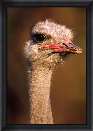 Framed Namibia, Common Ostrich bird Print