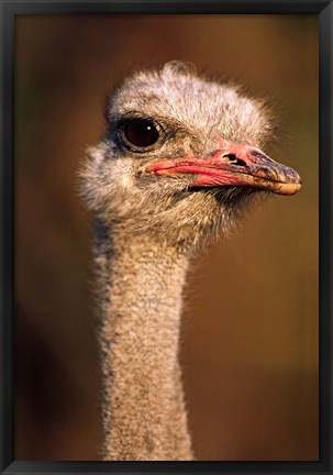 Framed Namibia, Common Ostrich bird Print