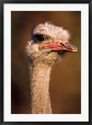 Framed Namibia, Common Ostrich bird Print