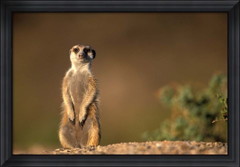 Framed Namibia, Keetmanshoop, Meerkat, mongoose standing up, Namib Desert Print